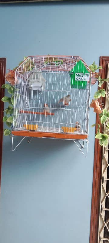 Exhibition undersize finchs 2 pair with 1.5 1.5 master cage 2