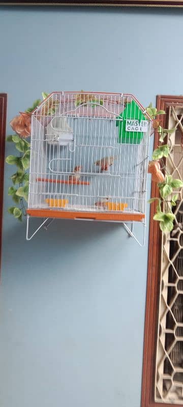 Exhibition undersize finchs 2 pair with 1.5 1.5 master cage 3