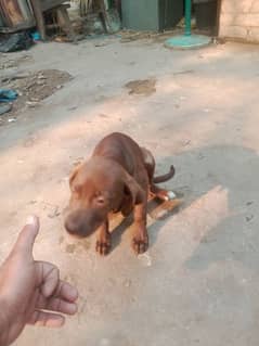 pointer female for sale