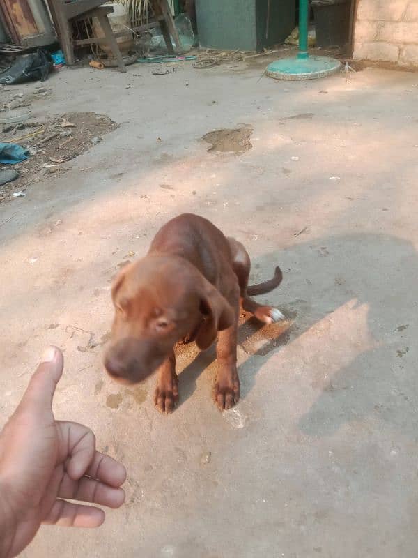 pointer female for sale 0