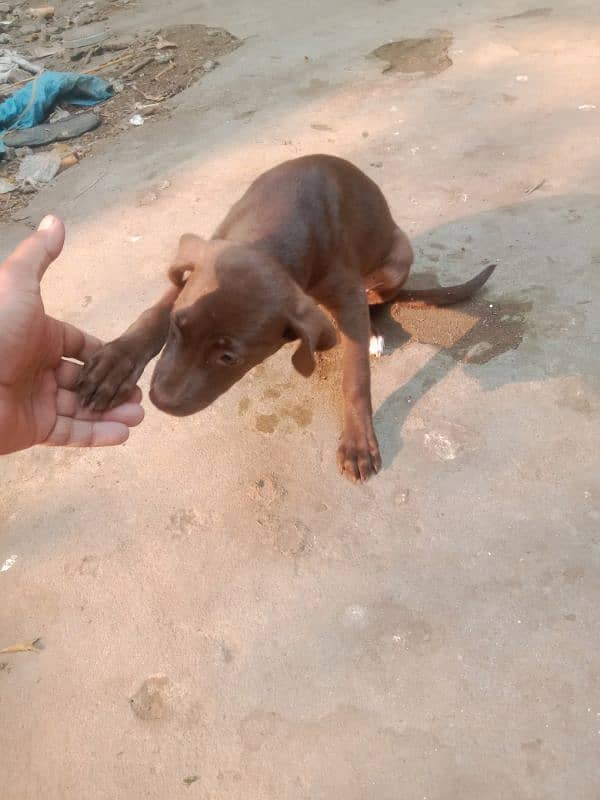 pointer female for sale 1