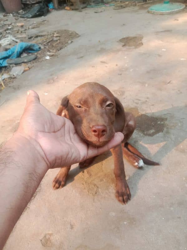 pointer female for sale 2