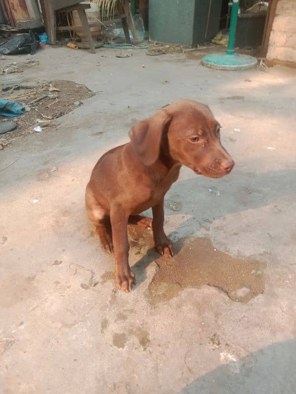 pointer female for sale 3