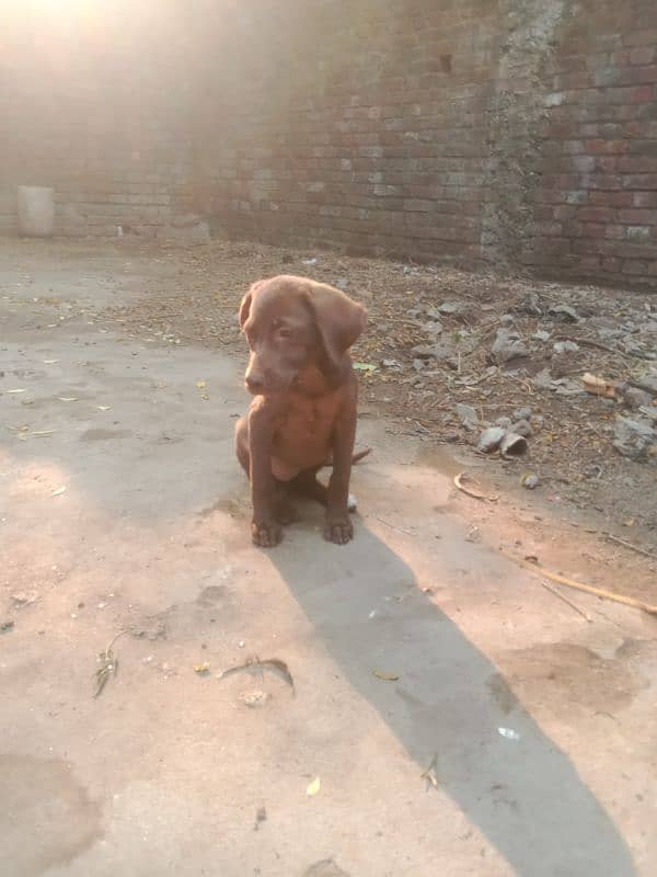 pointer female for sale 4