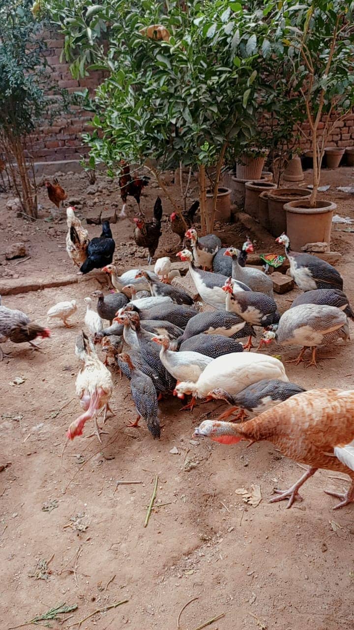 Guinea fowl | chakor | Tetri | Guinea fowl Chicks 0