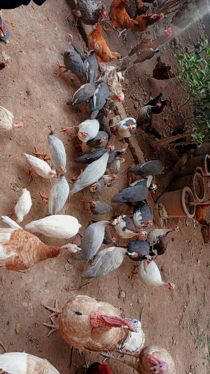 Guinea fowl | chakor | Tetri | Guinea fowl Chicks 1