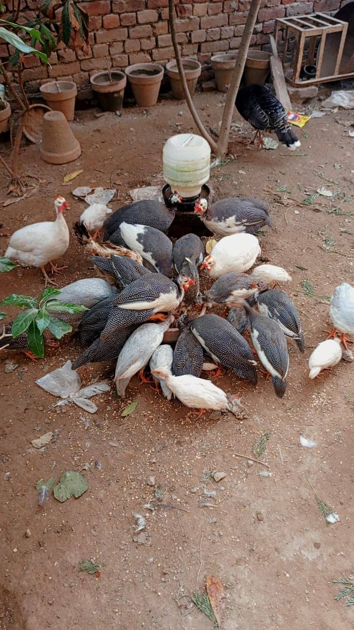 Guinea fowl | chakor | Tetri | Guinea fowl Chicks 2