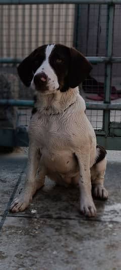 German Short hair Pointer Puppy