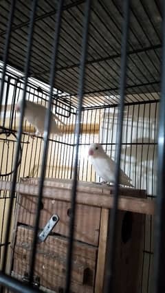 Albino Lovebird Breeder Pair available.