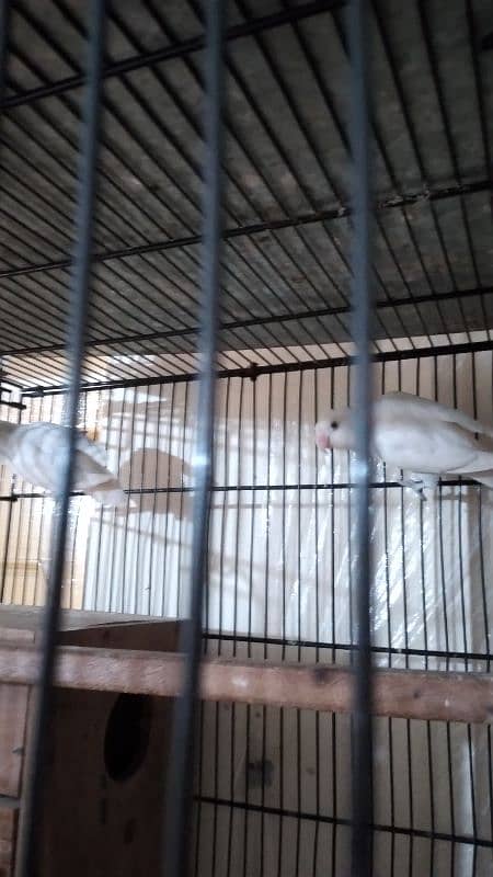 Albino Lovebird Breeder Pair available. 2