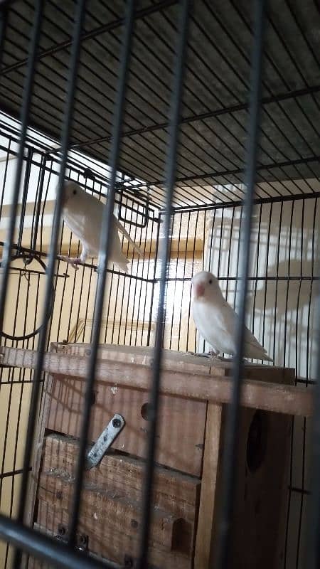 Albino Lovebird Breeder Pair available. 3