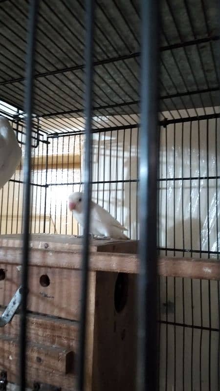 Albino Lovebird Breeder Pair available. 4