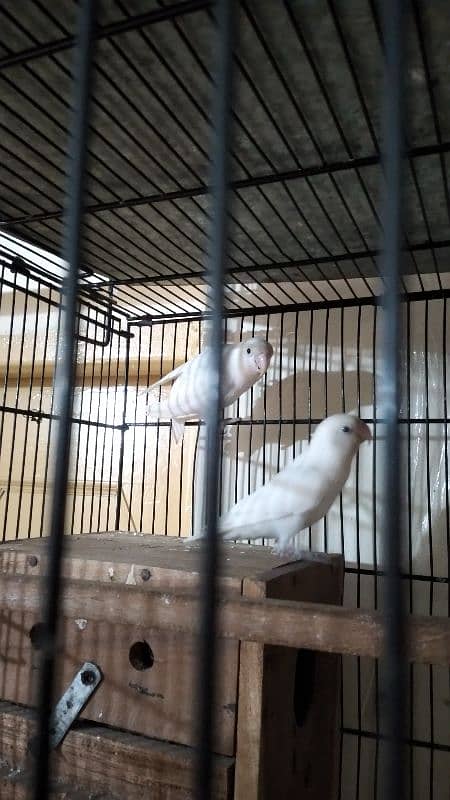 Albino Lovebird Breeder Pair available. 6