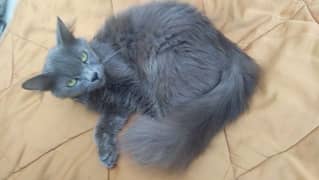 Persian Cat Female 1 year 0