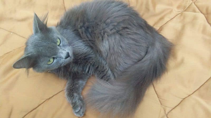 Persian Cat Female 1 year 1