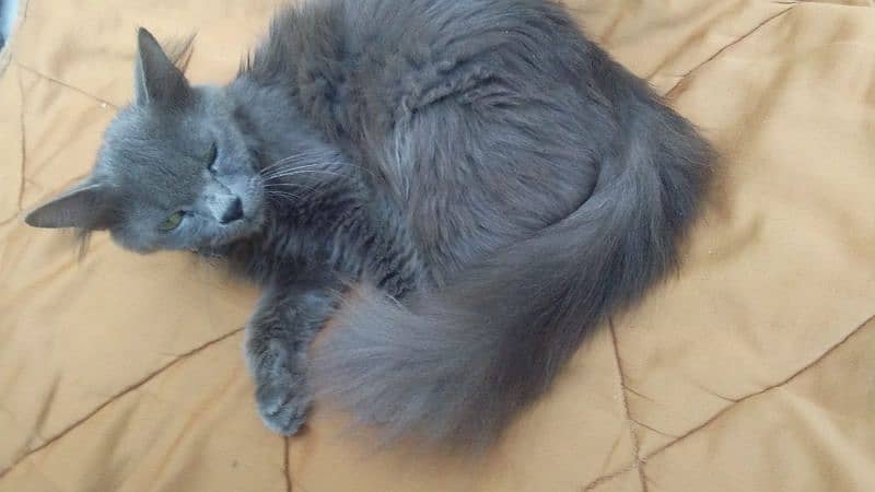 Persian Cat Female 1 year 2