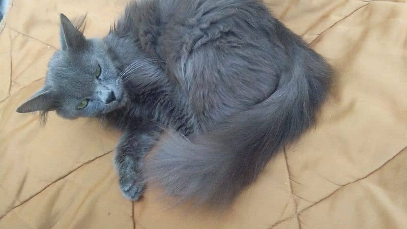 Persian Cat Female 1 year 3