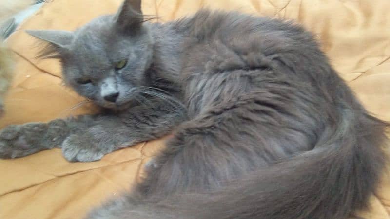 Persian Cat Female 1 year 4