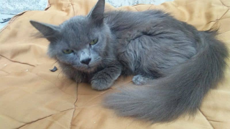 Persian Cat Female 1 year 6