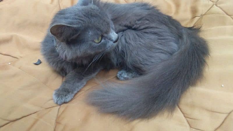 Persian Cat Female 1 year 7