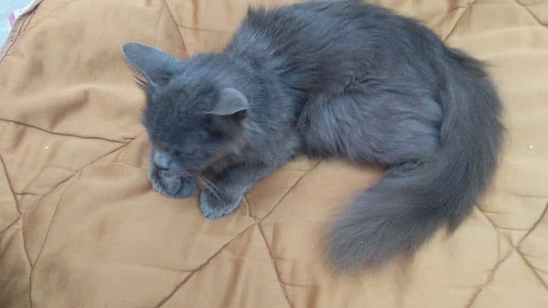 Persian Cat Female 1 year 8