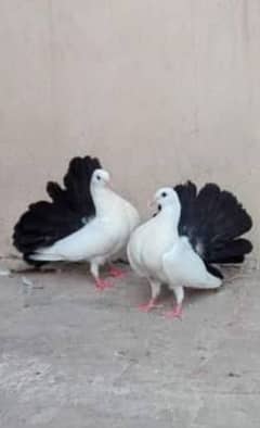 Black tail pigeon