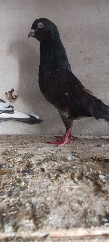 pigeon kabootar missay pigeon  pegion 7