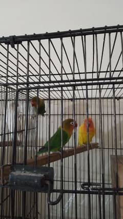 Lovebird