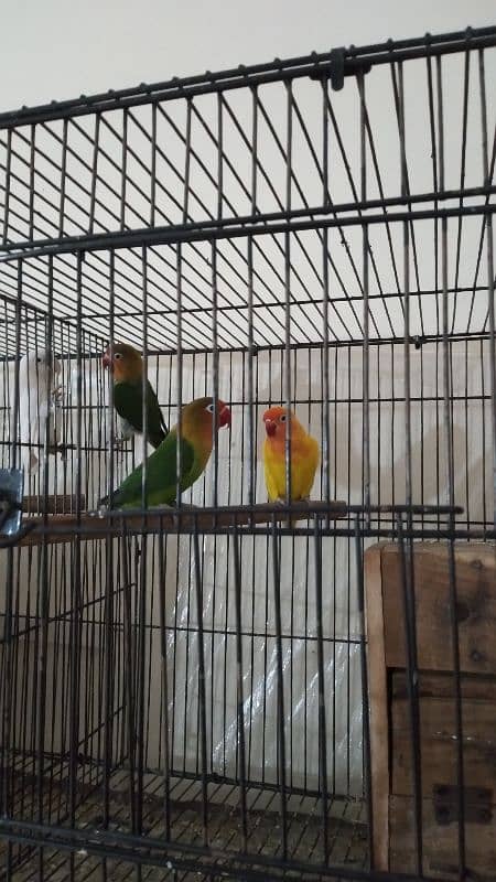 Lovebird breeder parrots 1