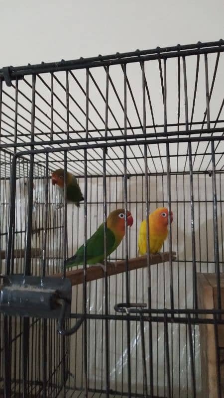 Lovebird breeder parrots 2