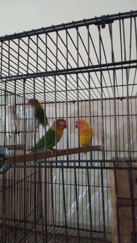 Lovebird breeder parrots 3