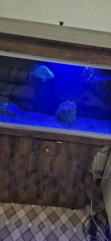 Complete Aquarium setup 3 feet 8mm glass 0