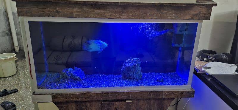 Complete Aquarium setup 3 feet 8mm glass 4