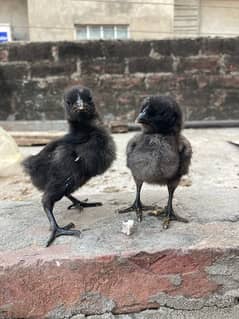 ayam cemani gray toungue healthy and active chick