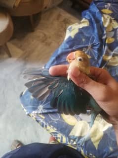 lovebird parblue all OK full breeder male 0