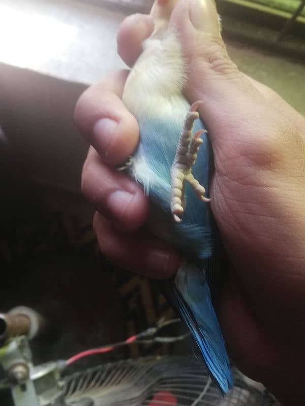 lovebird parblue all OK full breeder male 1