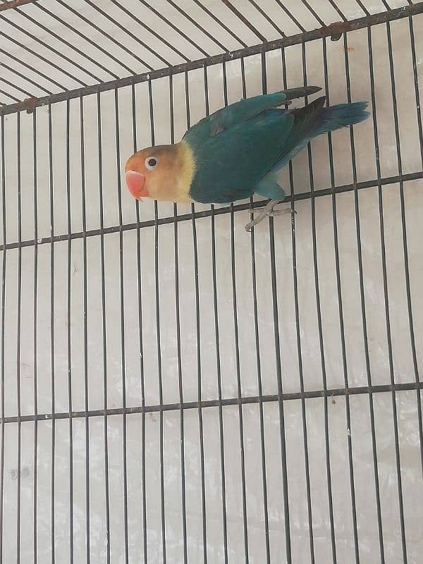 lovebird parblue all OK full breeder male 3