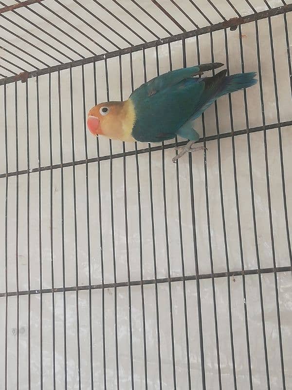 lovebird parblue all OK full breeder male 4