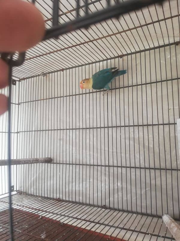 lovebird parblue all OK full breeder male 5