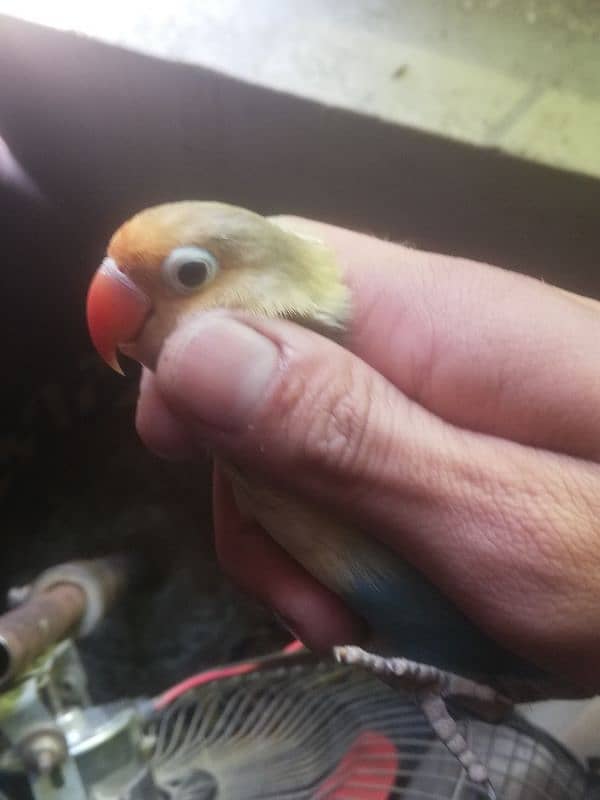 lovebird parblue all OK full breeder male 6