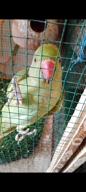 Talking Ringneck Parrot Active and Healthy 4