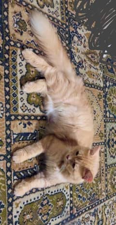 Persian Female cat, Vaccinated healthy and playful 0