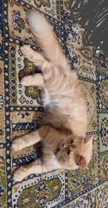 Persian Female cat, Vaccinated healthy and playful 1