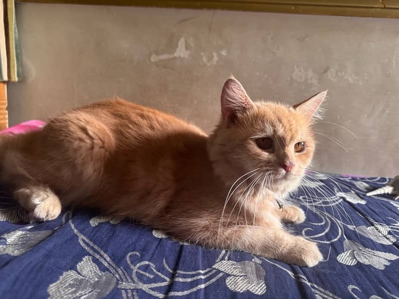 Persian Female cat, Vaccinated healthy and playful 3