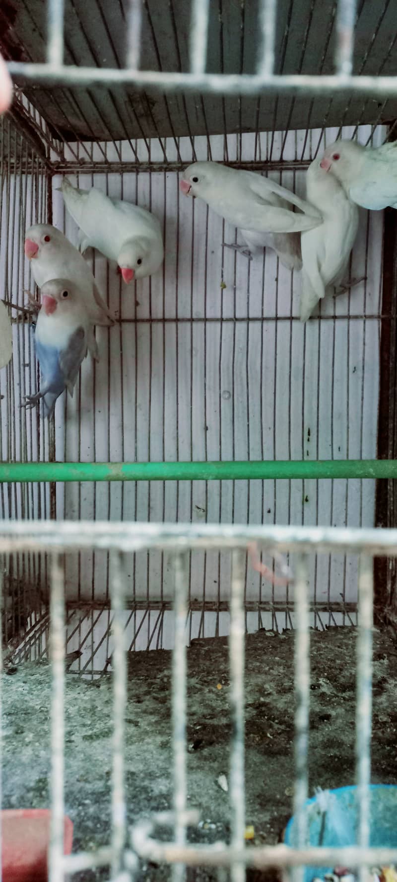 Albino Red Eye & Black Eye Breeder Pair Purbule Pestal Ino With DNA 1