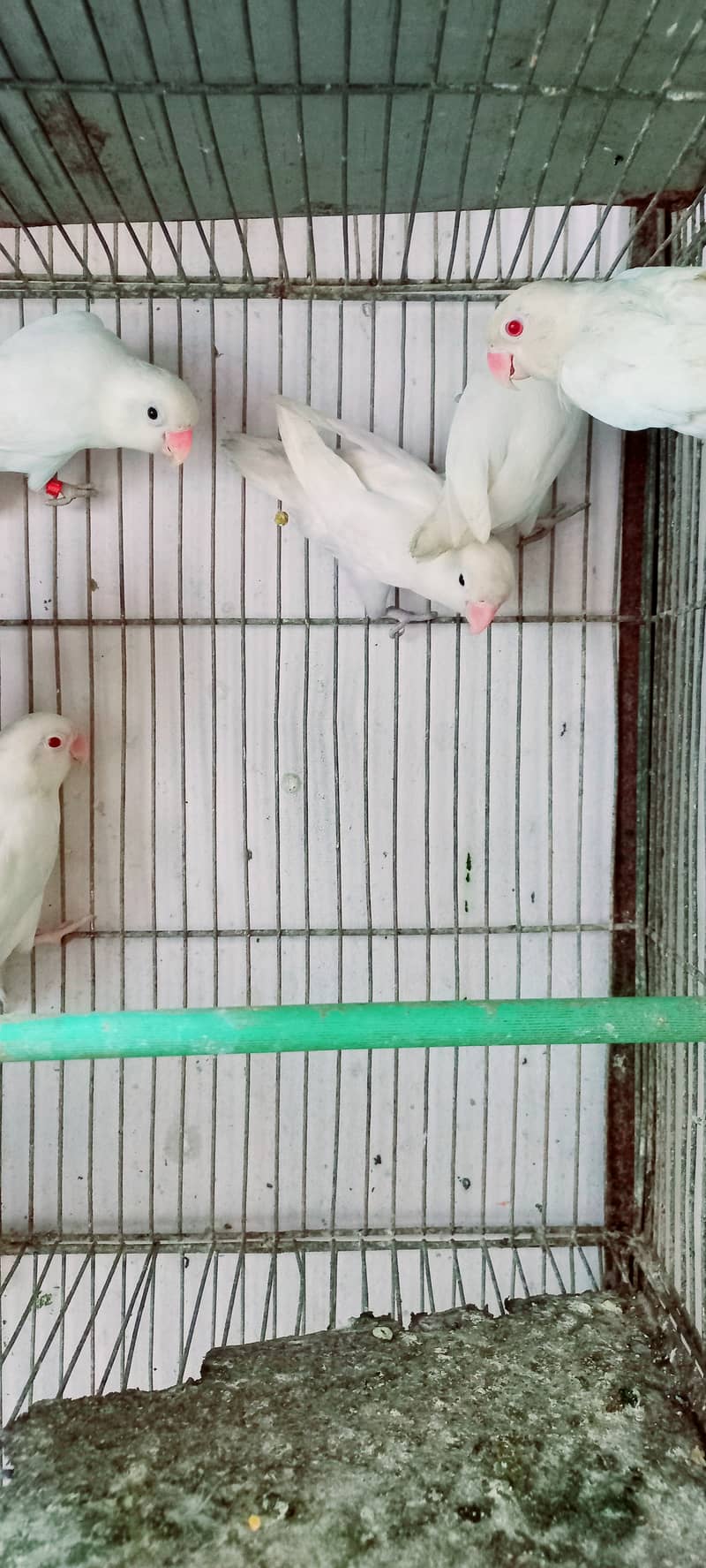 Albino Red Eye & Black Eye Breeder Pair Purbule Pestal Ino With DNA 5