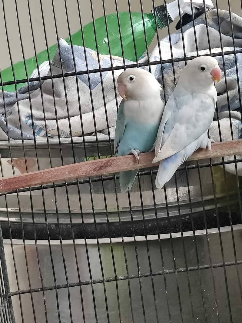 Albino Red Eye & Black Eye Breeder Pair Purbule Pestal Ino With DNA 7