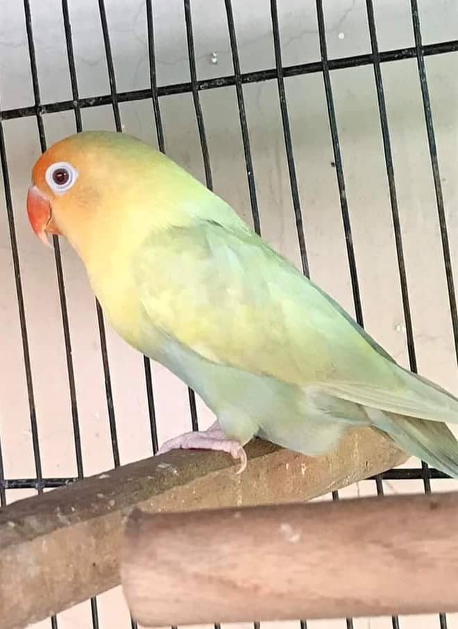 Albino Red Eye & Black Eye Breeder Pair Purbule Pestal Ino With DNA 10