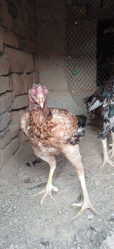 high quality aseel birds. 03030254322 3