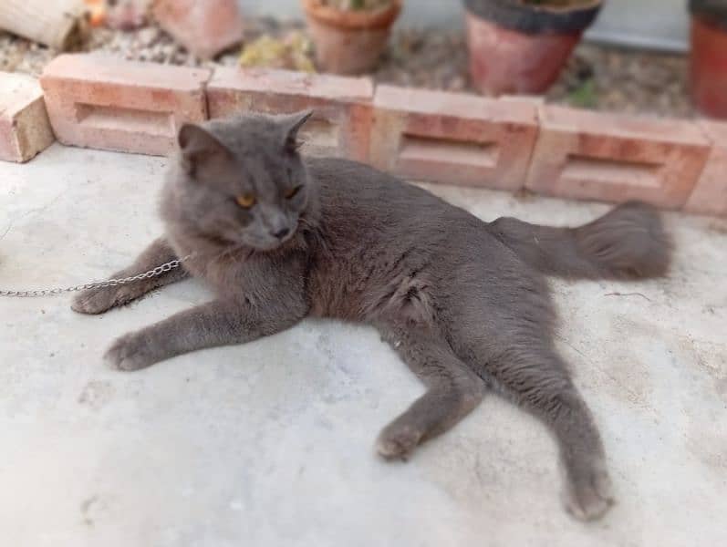 grey Persian male 1